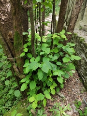 Davidia involucrata