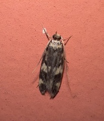 Oegoconia novimundi
