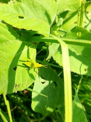 Sphenarium purpurascens