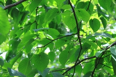 Davidia involucrata
