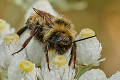 Bombus flavidus