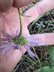 Erigeron speciosus