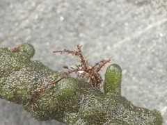 Ceramium codicola