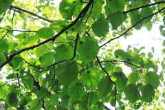 Davidia involucrata