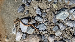 Thamnophis ordinoides