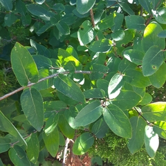 Amelanchier canadensis