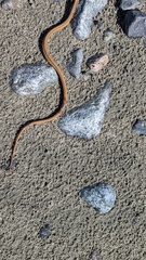 Thamnophis ordinoides