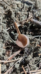 Pezizaceae