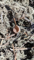 Pezizaceae
