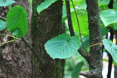 Davidia involucrata