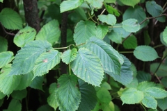 Davidia involucrata