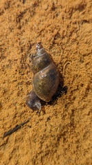 Lymnaeidae