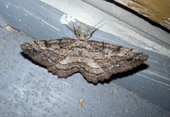 Neoalcis californiaria