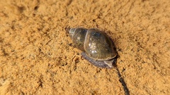 Lymnaeidae