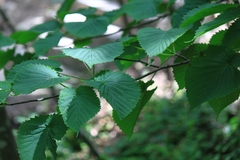 Davidia involucrata