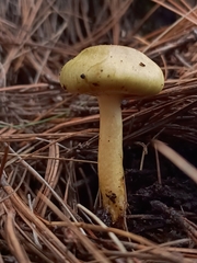Stropharia