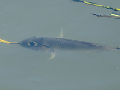 Sarotherodon melanotheron