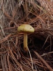 Stropharia