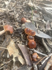 Leratiomyces ceres