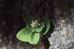 Polygonum minimum