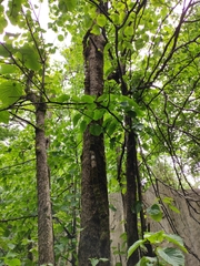 Davidia involucrata