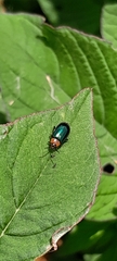 Disonycha politula