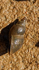 Lymnaeidae