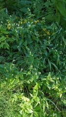 Epilobium luteum