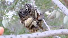 Banksia sceptrum