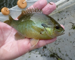 Lepomis auritus
