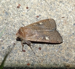 Xestia xanthographa