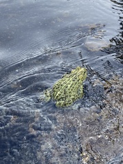 Anaxyrus boreas