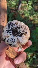 Lactarius pubescens