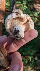 Lactarius pubescens