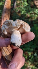 Lactarius pubescens