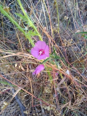 Clarkia rubicunda