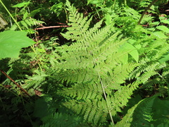Dryopteris expansa