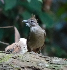 Alophoixus ochraceus