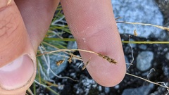 Carex capillaris