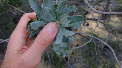 Image of Banksia sceptrum by (c) Peter Crowcroft, some rights reserved (CC BY)
