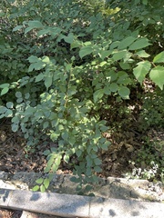 Carpinus turczaninovii