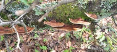 Hexagonia tenuis