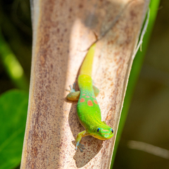 Phelsuma laticauda
