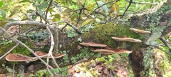 Hexagonia tenuis