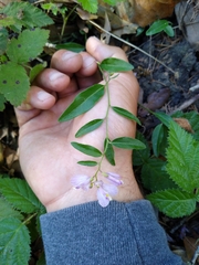 Rhinotropis californica