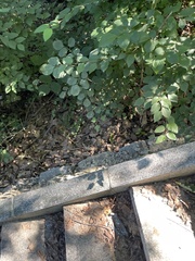 Carpinus turczaninovii