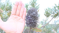 Banksia sceptrum