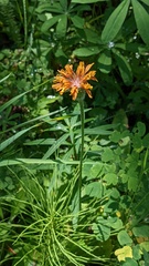 Agoseris aurantiaca