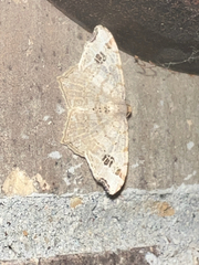 Macaria aemulataria