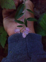 Rhinotropis californica